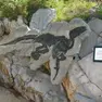 Il calco del dinosauro Antonio