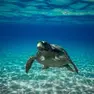 Un esemplare di Caretta caretta