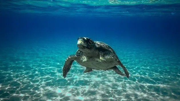 Un esemplare di Caretta caretta