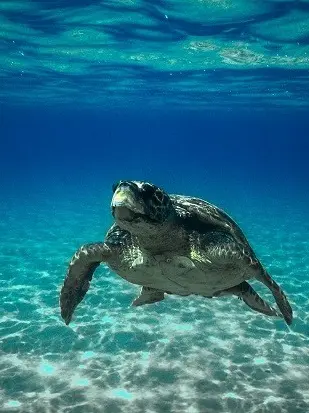 Un esemplare di Caretta caretta