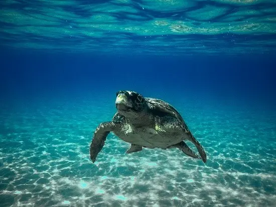 Un esemplare di Caretta caretta