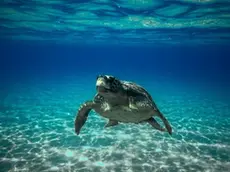 Un esemplare di Caretta caretta