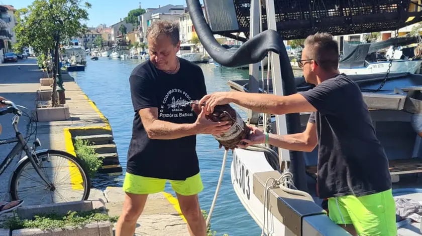 Pescatori al lavoro a Grado, mentre scaricano i prodotti ittici raccolti in mare