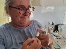 La volontaria all'opera con un cucciolo di gatto