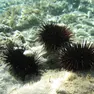 Ricci di mare