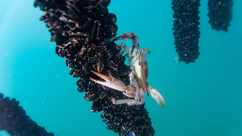 Il granchio blu fotografato da Tommaso De Lorenzi tra le “pedocere”