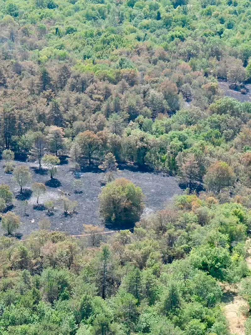 Una parte dell'area bruciata a Padriciano (Silvano)