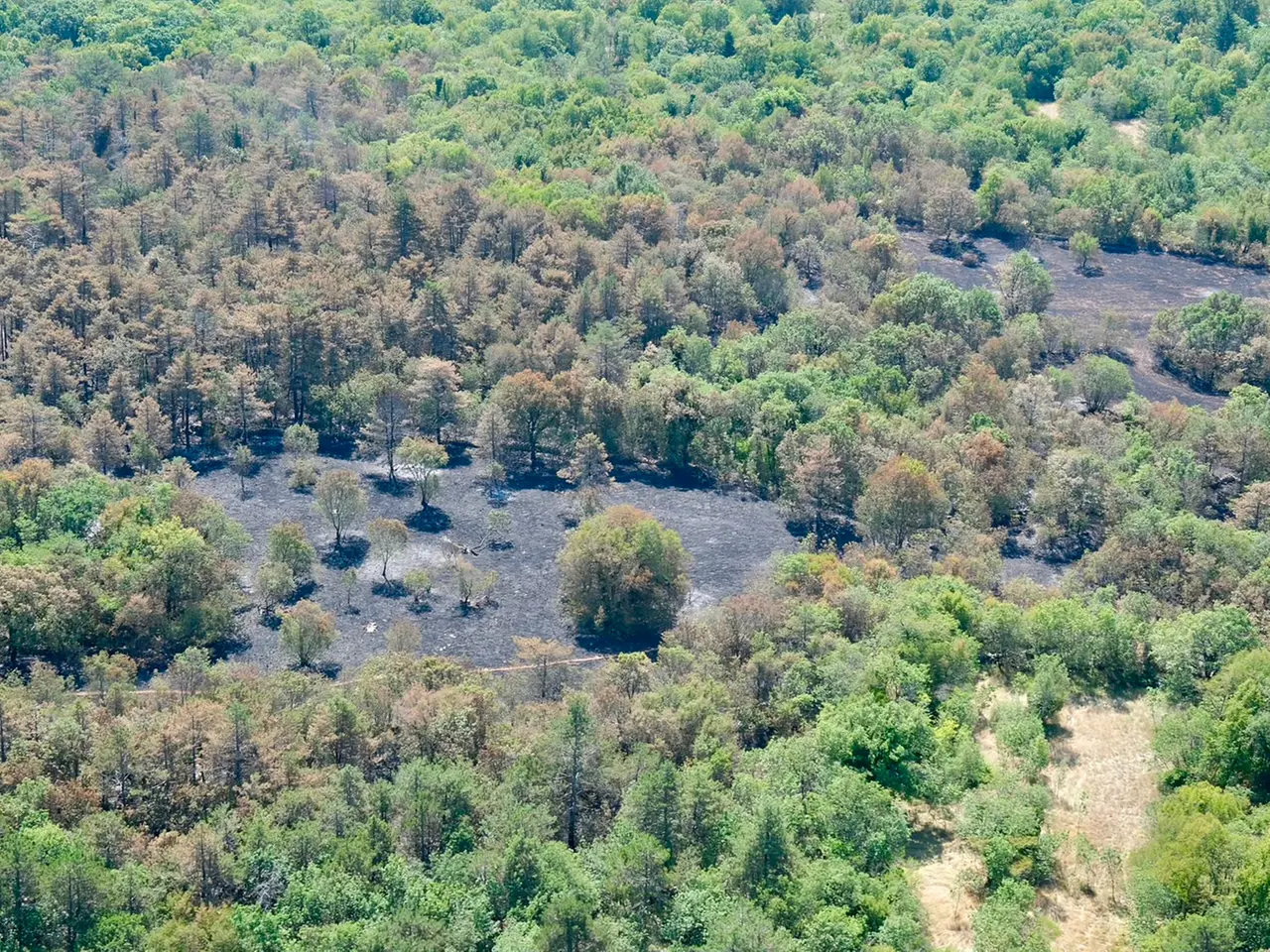 Una parte dell'area bruciata a Padriciano (Silvano)