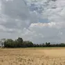 Campi in comune di Pradamano vicino al canale Trivignano ormai chiuso e quindi senza acqua