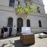 Il primo platano posizionato in piazza Venezia Foto Lasorte