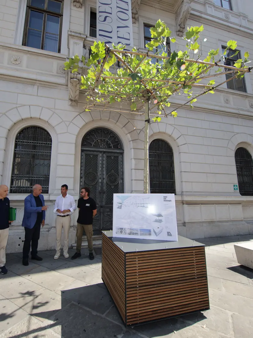 Il primo platano posizionato in piazza Venezia Foto Lasorte