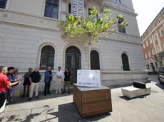 Il primo platano posizionato in piazza Venezia Foto Lasorte