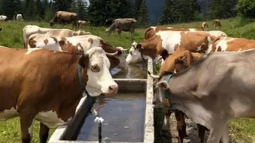 Centinaia di capi a rischio per la grande sete in montagna. Autobotti e voli in elicottero senza sosta per garantire la sopravvivenza del bestiame.