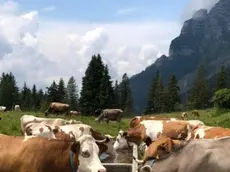 Centinaia di capi a rischio per la grande sete in montagna. Autobotti e voli in elicottero senza sosta per garantire la sopravvivenza del bestiame.