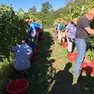 Caldo fino a 40 gradi e siccità spingono i viticoltori a raccogliere prima del previsto