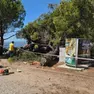 Il pino caduto in spiaggia a Cirquenizza (foto portale Crikva.hr)