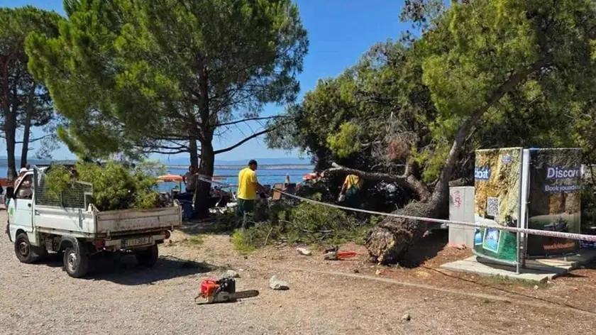 Il pino caduto in spiaggia a Cirquenizza (foto portale Crikva.hr)