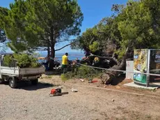 Il pino caduto in spiaggia a Cirquenizza (foto portale Crikva.hr)