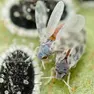L’Aleurodide spinoso, insetto dannoso simile a una farfallina