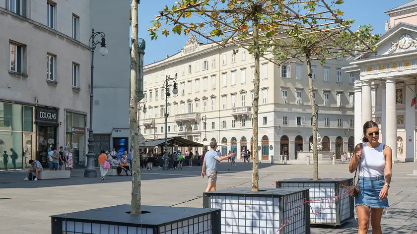 I platani mobili in piazza della Borsa (foto Massimo Silvano)