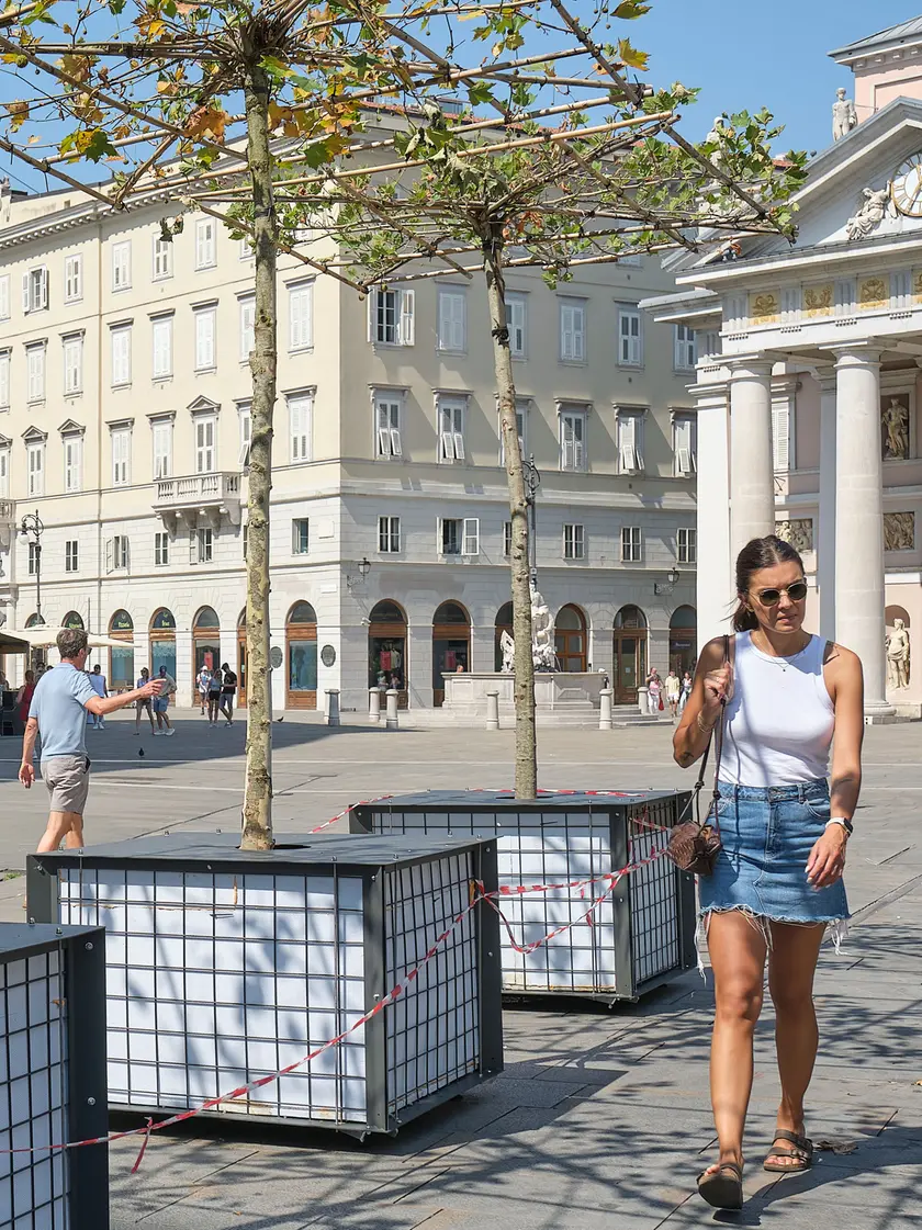 I platani mobili in piazza della Borsa (foto Massimo Silvano)