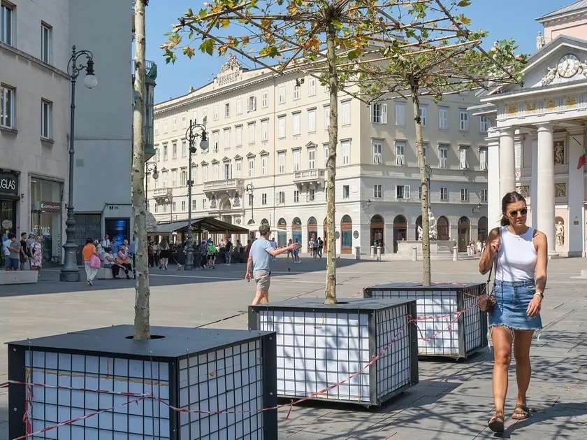 I platani mobili in piazza della Borsa (foto Massimo Silvano)