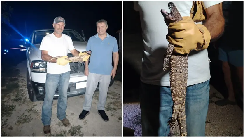 La lucertola messicana trovata a Barbona, nella Bassa padovana