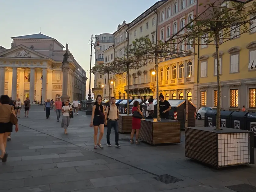 Gli alberi in piazza della Borsa