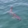 Il pesce luna fotografato al largo di Grignano (Foto tratta dalla pagina Fb della Riserva Marina di Miramare)