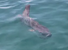 Il pesce luna fotografato al largo di Grignano (Foto tratta dalla pagina Fb della Riserva Marina di Miramare)
