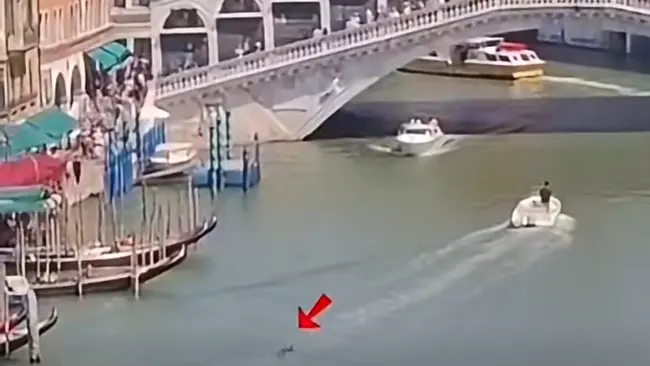 Il delfino immortalato a Rialto