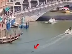 Il delfino immortalato a Rialto
