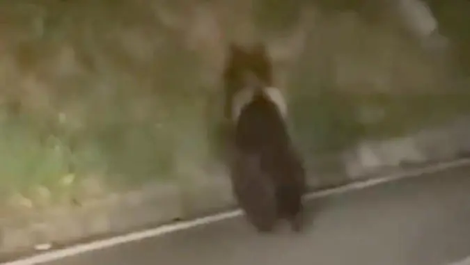 Una foto dell’orso catturata da un automobilista a inizio mese