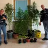 Le piante di marijuana sequestrate a Duino