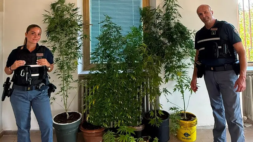 Le piante di marijuana sequestrate a Duino