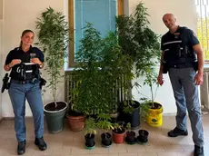 Le piante di marijuana sequestrate a Duino