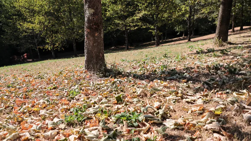 Il parco di Piuma a Gorizia (foto Tibaldi)