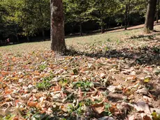 Il parco di Piuma a Gorizia (foto Tibaldi)
