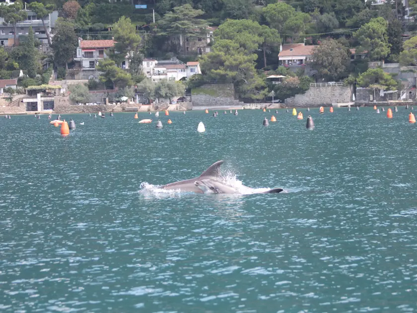 Uno scatto dall'archivio Wwf-Amp di Saul Ciriaco