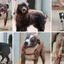 I cani del canile di Gorizia, da in alto a sinistra: Pepe, Ryon, Vito, Thjago, Djago e Kimbo. Fotoservizio di Daniele Tibaldi