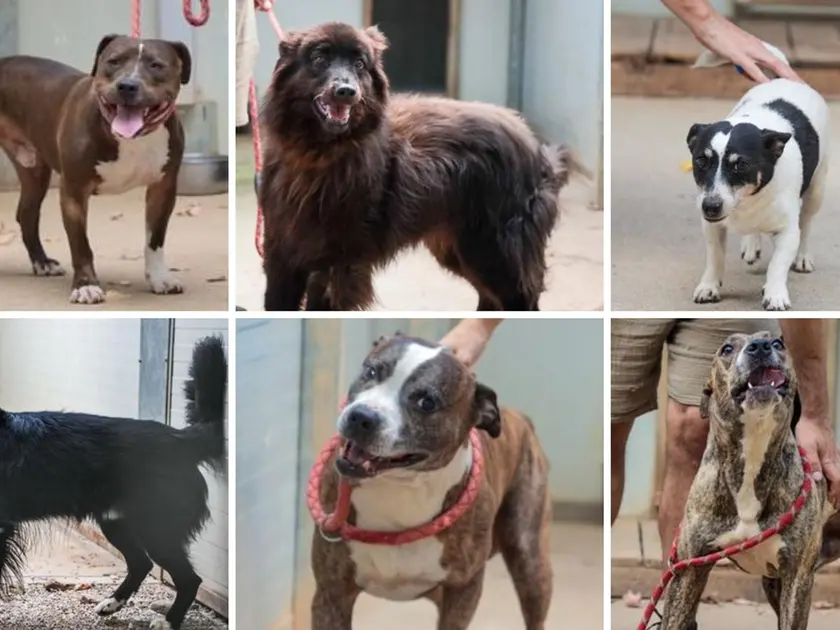 I cani del canile di Gorizia, da in alto a sinistra: Pepe, Ryon, Vito, Thjago, Djago e Kimbo. Fotoservizio di Daniele Tibaldi