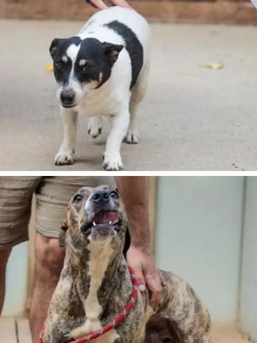 I cani del canile di Gorizia, da in alto a sinistra: Pepe, Ryon, Vito, Thjago, Djago e Kimbo. Fotoservizio di Daniele Tibaldi