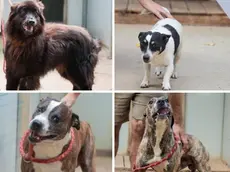 I cani del canile di Gorizia, da in alto a sinistra: Pepe, Ryon, Vito, Thjago, Djago e Kimbo. Fotoservizio di Daniele Tibaldi