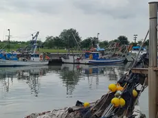 Le barche dei pescatori di Marano in porto a causa della drammatica carenza di fasolari