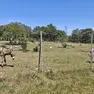 Un asino al pascolo nel parco Globojner di Padriciano Foto Andrea Lasorte