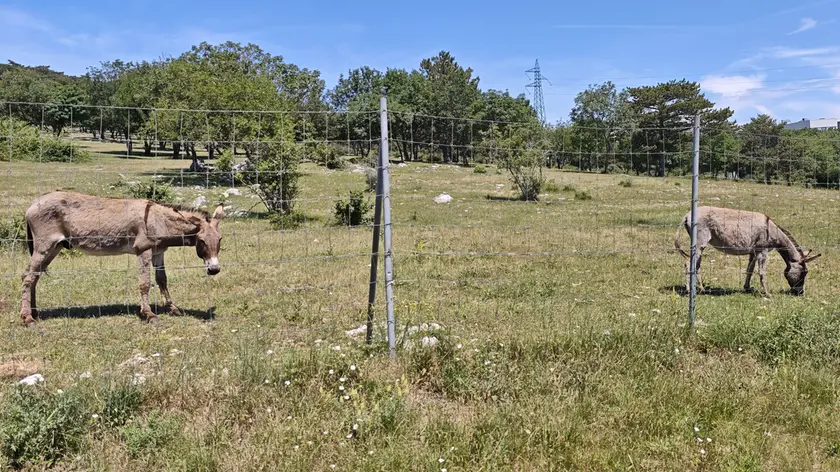 Un asino al pascolo nel parco Globojner di Padriciano Foto Andrea Lasorte