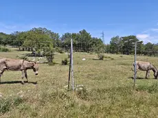 Un asino al pascolo nel parco Globojner di Padriciano Foto Andrea Lasorte