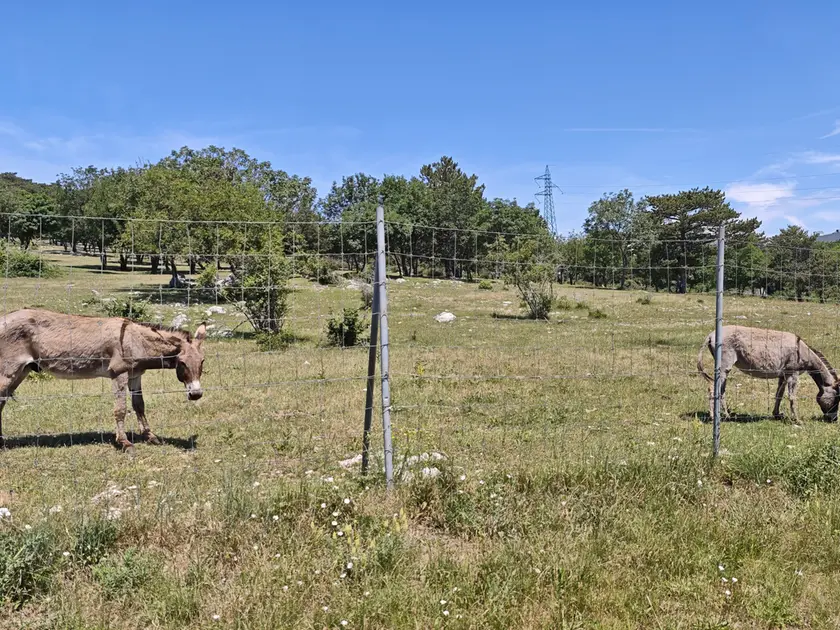 Un asino al pascolo nel parco Globojner di Padriciano Foto Andrea Lasorte