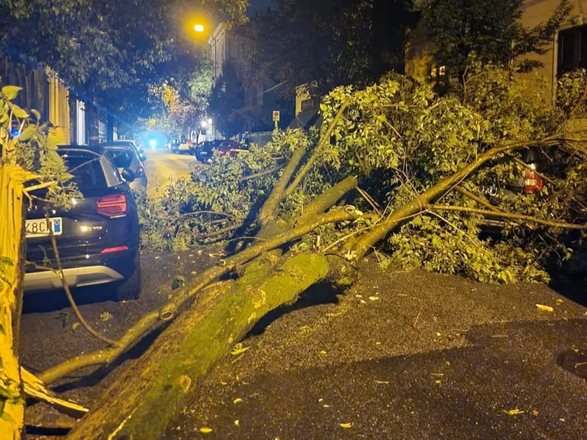 Un albero caduto in via Pitteri a Gorizia (foto tratta dai social)