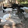 Gatti in una colonia felina